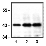 Anti-ERK1 (E19) IP 01