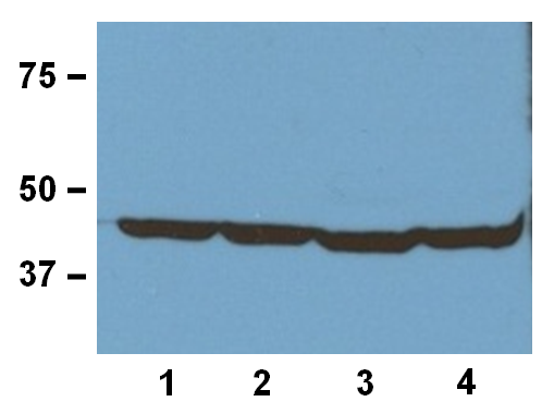 Anti-&beta;-Actin WB 01