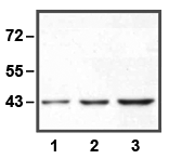 Anti-ERK1 (E19) WB 01