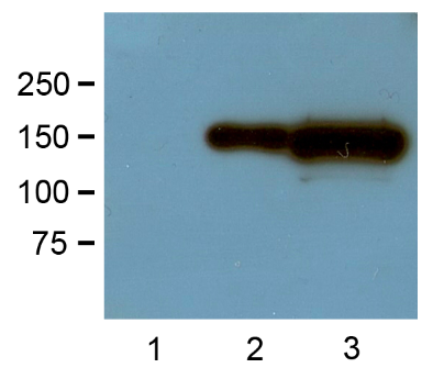 Anti-GFP WB 01